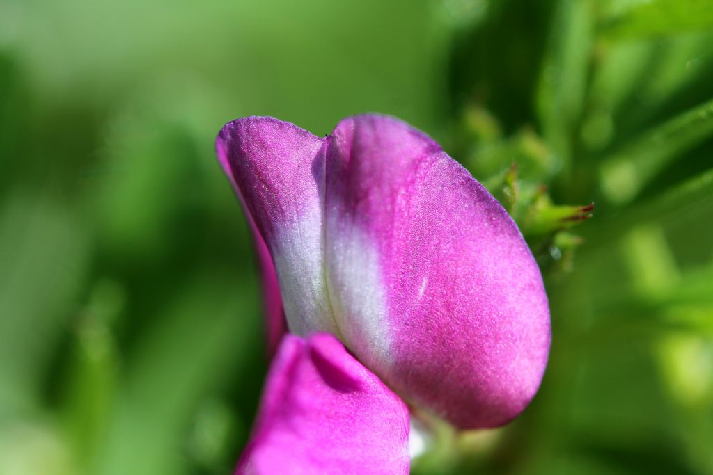 Vicia sativa subsp. nigra / Veccia nera